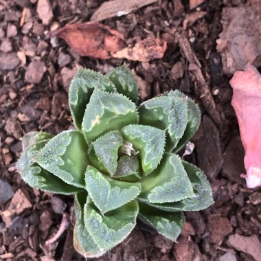 Haworthia Zhishou