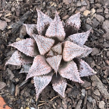 Haworthia Emelyae var. Picta