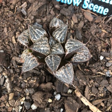 Haworthia emelyae 'Snow Scene'