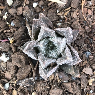 Haworthia Cooperi var. Venusta