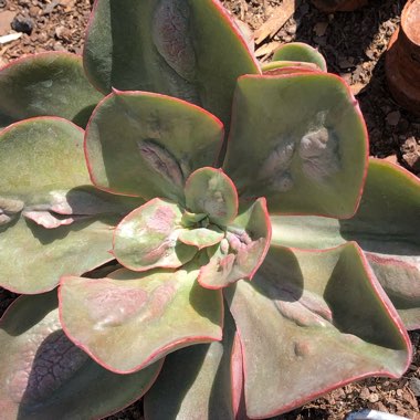 Echeveria Baron Bold