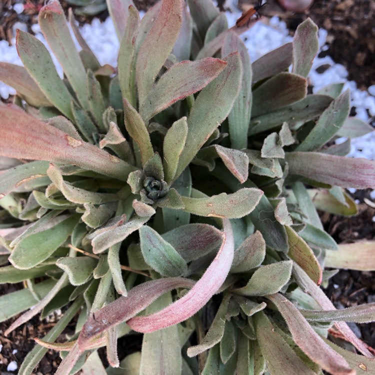 Plant image Aeonium Ballerina