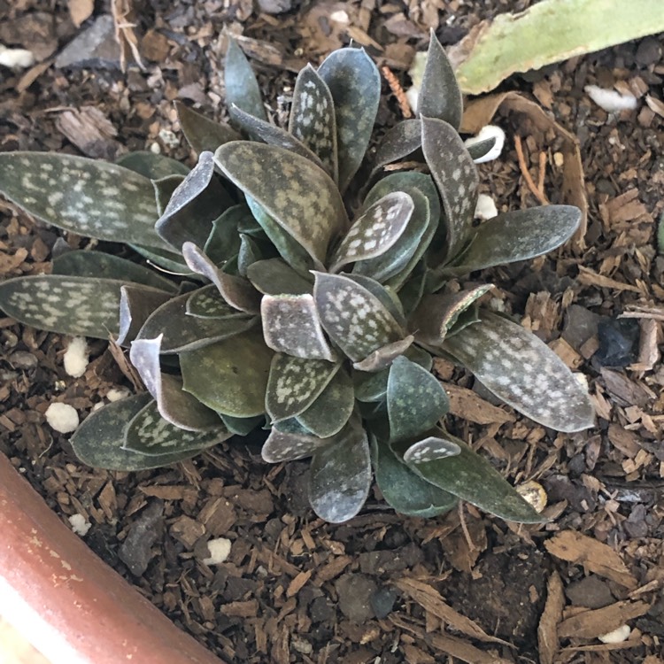 Plant image Gasteria bicolor var. 'Liliputana'