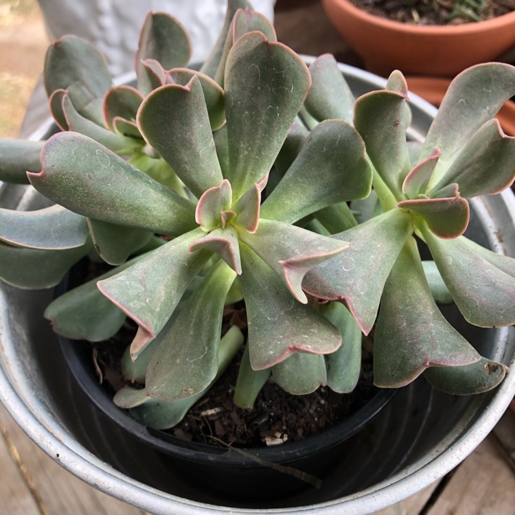 Plant image Echeveria Dark Hawk