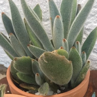 Kalanchoe tomentosa 'Black Tie'