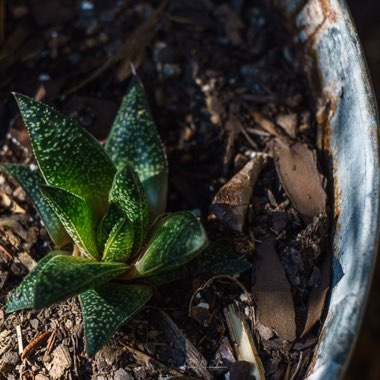 x Gasteraloe 'Flow'