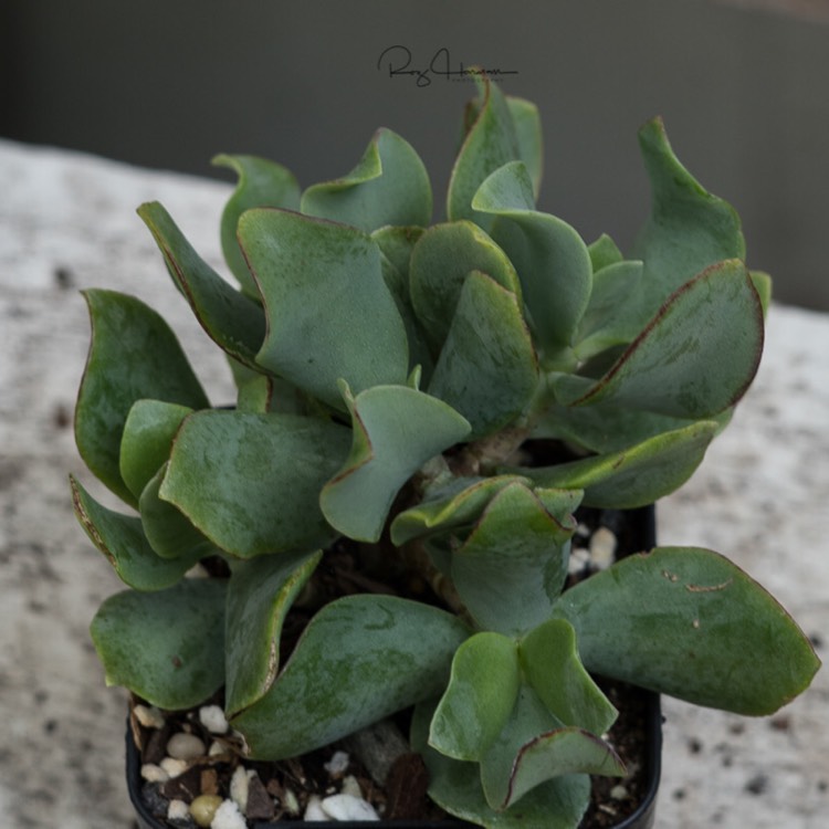 Plant image Crassula undulatifolia 'Max Cook'