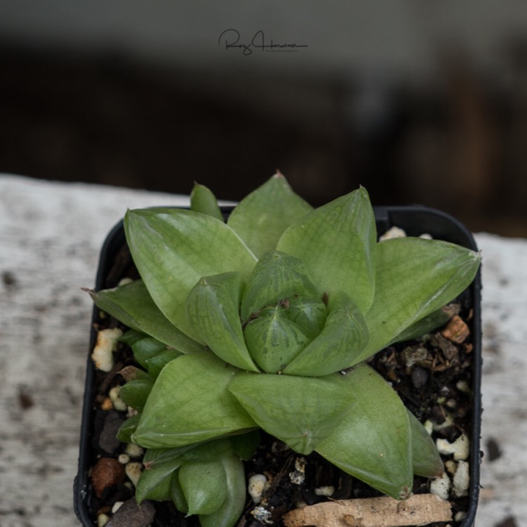 Plant image Haworthia mirabilis