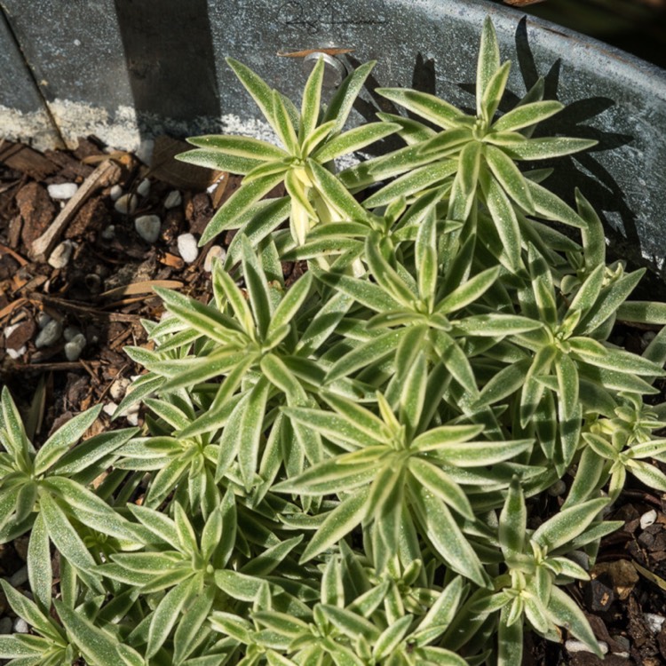 Plant image Sedum Lineare