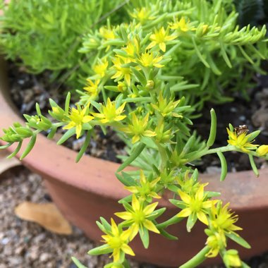 Sedum Rupestre Angelina