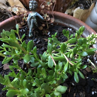 Crassula Radicans