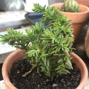 Crassula Ericoides