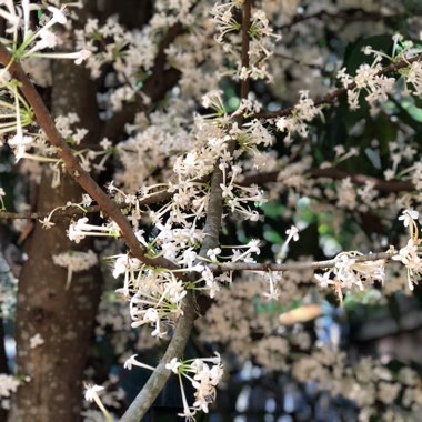 Phaleria Clerodendron