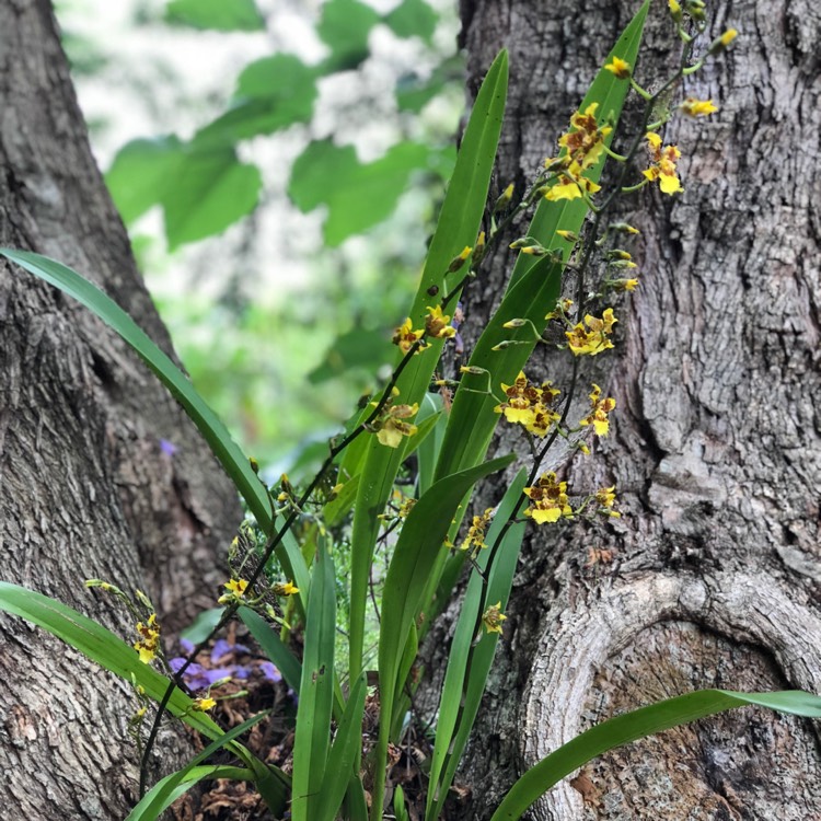 Plant image Oncidium 'Golden Showers'