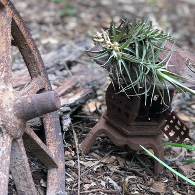 Tillandsia stricta