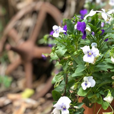 Viola tricolor