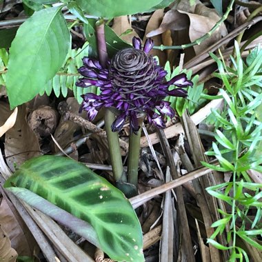 Goeppertia zebrina syn. Calathea zebrina