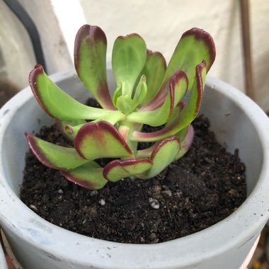 Sedum Dendroideum