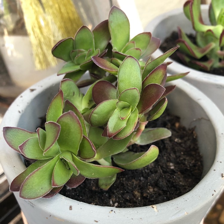 Plant image Crassula nudicaulis var platyphylla 'Burgundy'