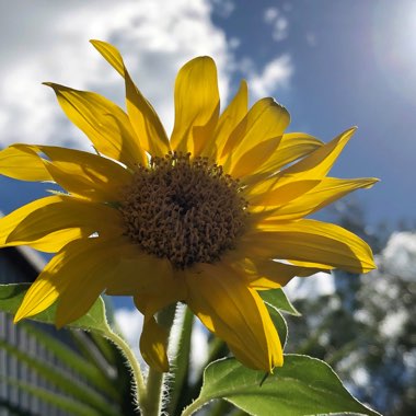 Helianthus 'maximilianii'