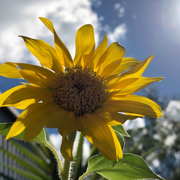 Plant image Helianthus 'maximilianii'