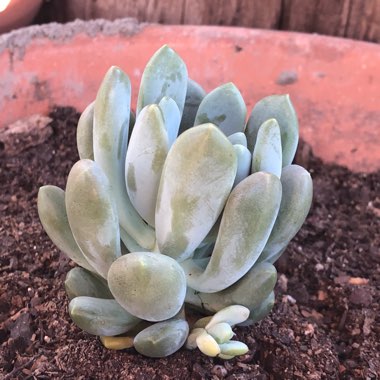 x Pachyveria Clavifolia