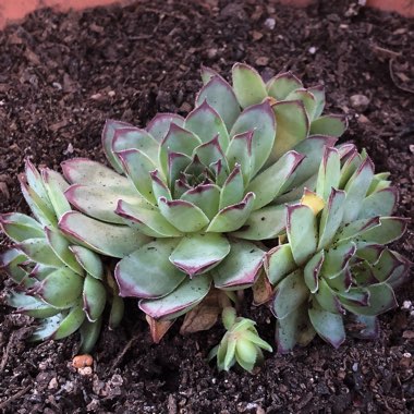 Sempervivum Mahogany