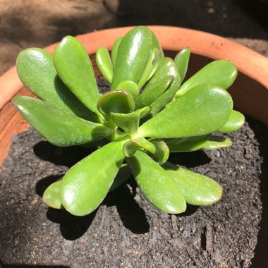 Crassula ovata 'Red Coral'