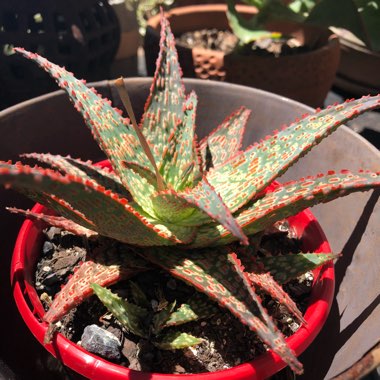 Aloe Hybrid 'Pike'