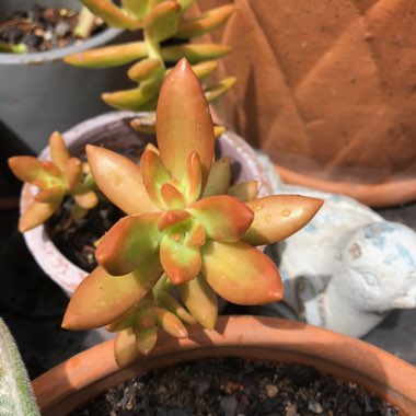 x Graptosedum Bronze