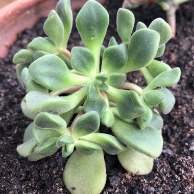 Aeonium Lindleyi var. Viscatum