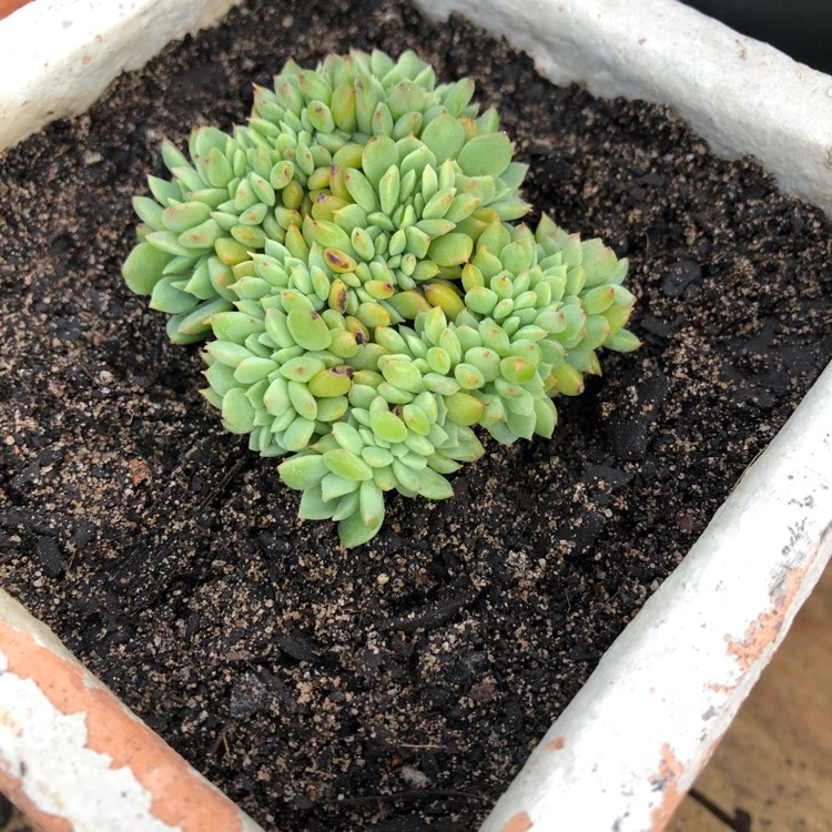 Plant image Echeveria Leisal Cristata