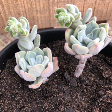 Echeveria Pulvinata var. Frigida