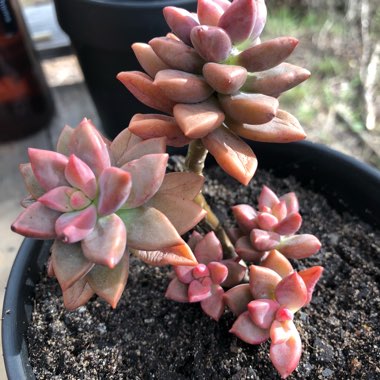 x Graptosedum Bronze