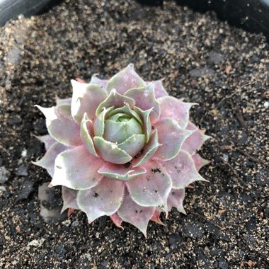 Sempervivum Pinkerine