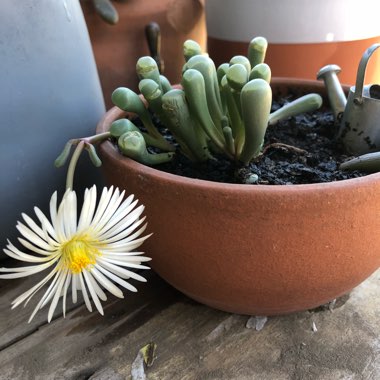 Fenestraria aurantiaca