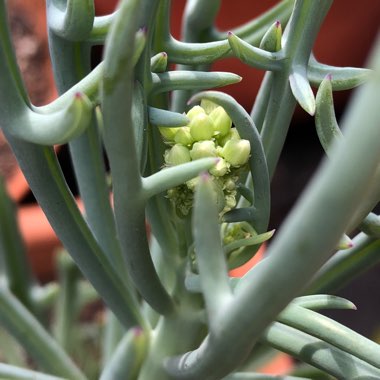 Senecio 'Elk Horns'