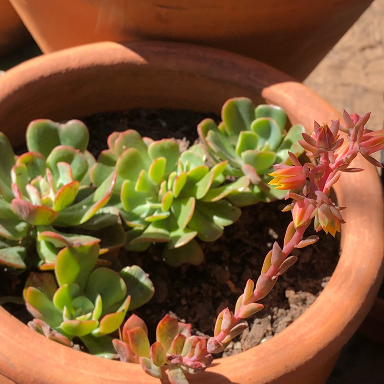 Plant image Echeveria Briar Rose