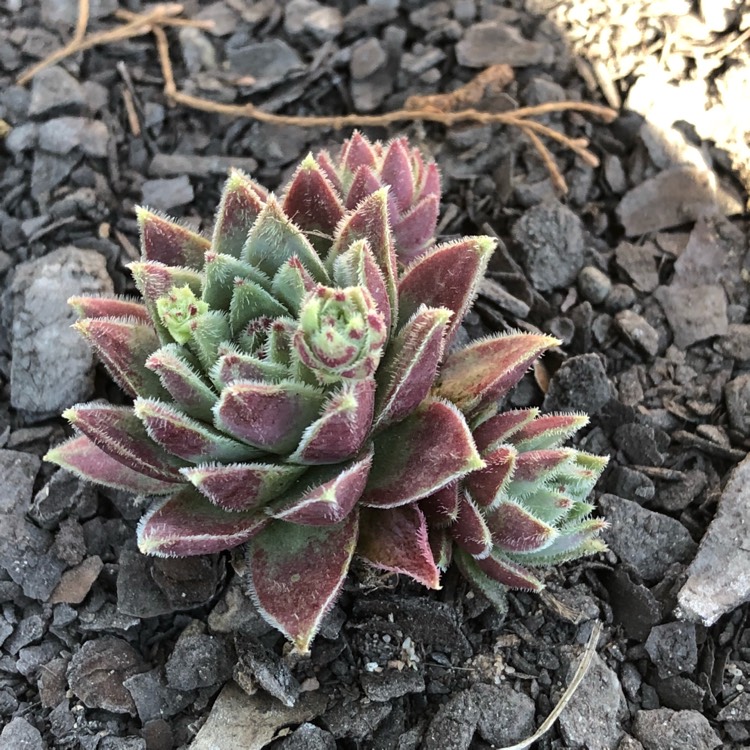 Plant image Sempervivum Soboliferum