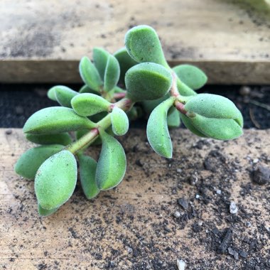 Crassula rogersii