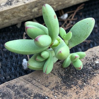 Crassula nudicaulis var. 'Herrei'