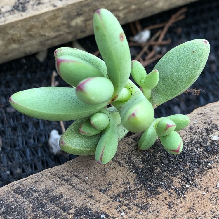 Plant image Crassula nudicaulis var. 'Herrei'