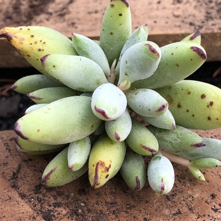 Plant image Cotyledon Papillaris