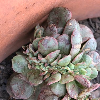 Echeveria Briar Rose Cristata