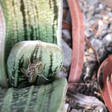 Gasteria 'Little Warty'