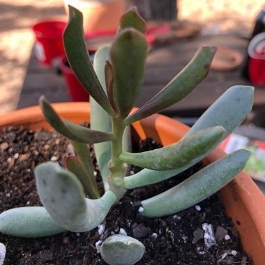 Adromischus cooperi f. poelnitzianus