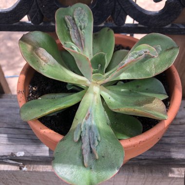 Echeveria Baron Bold