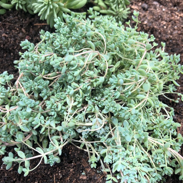 Plant image Sedum Brevifolium