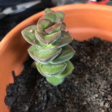 Crassula Jade Tower