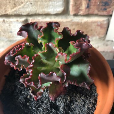 Echeveria Katella IV